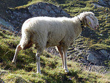 Tiroler Bergschaf