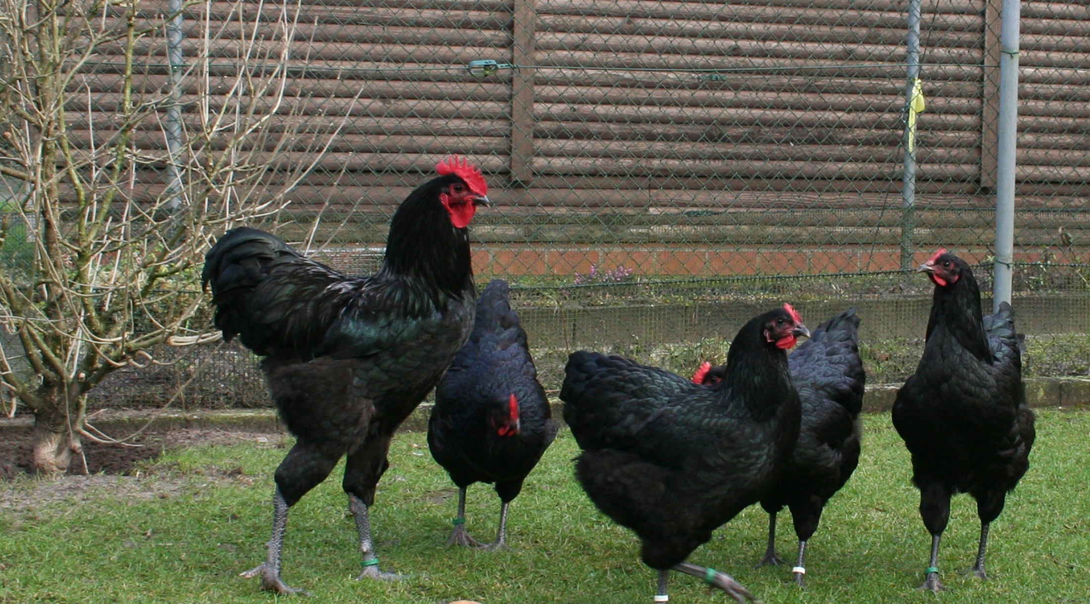 Deutsches Langschan-Huhn