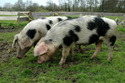 Buntes Bentheimer Schwein